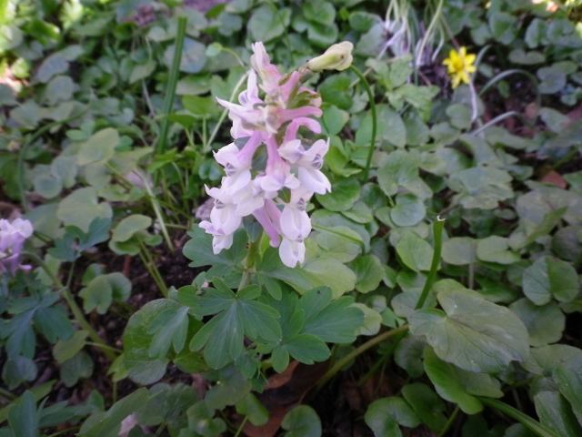 Corydalis cava